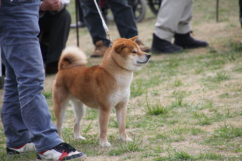 販売中の柴犬の父親